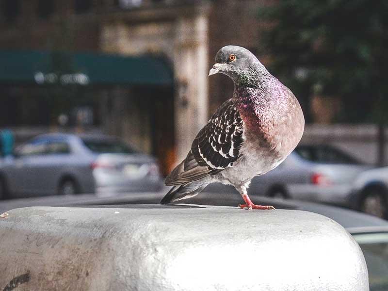 جنگ فورد علیه فضولات پرندگان !!