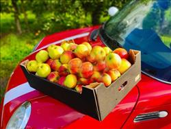 آیا ماجرای صادرات صوری سیب، در واردات خودرو تکرار می‌شود؟