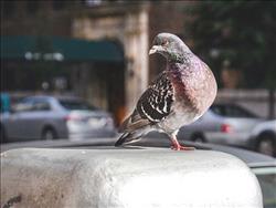 جنگ فورد علیه فضولات پرندگان !!